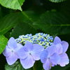 白糸の滝 紫陽花④