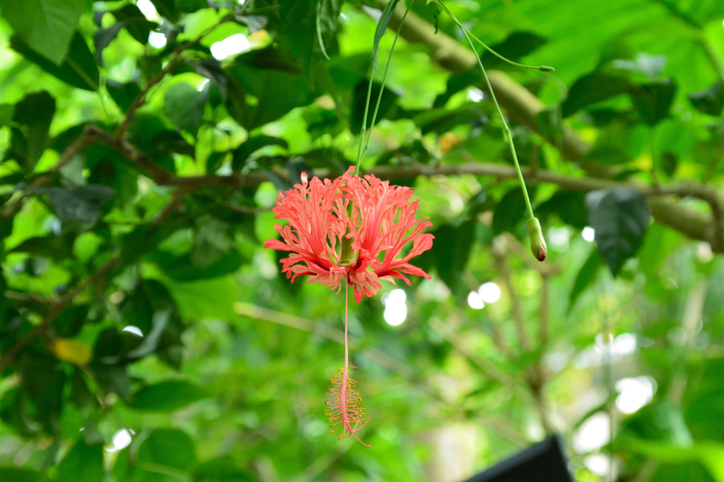 風鈴仏桑花①