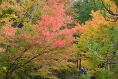 紅葉の始まり