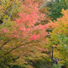 紅葉の始まり