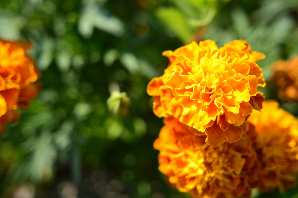 marigold