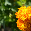 marigold