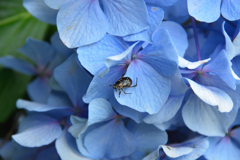 紫陽花にセマダラコガネ