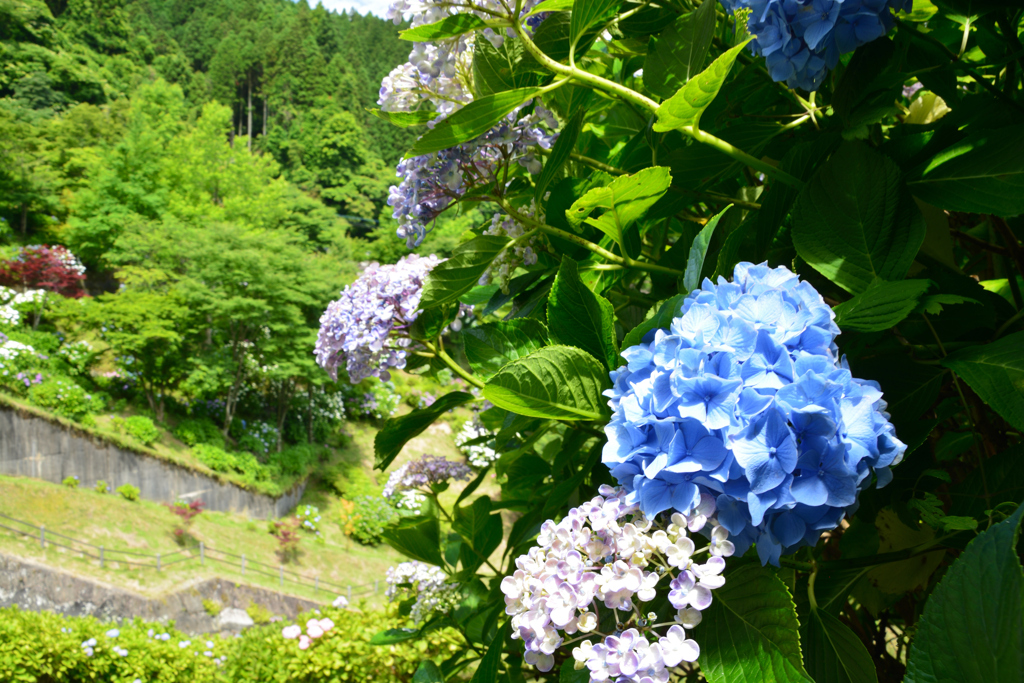 白糸の滝 紫陽花①