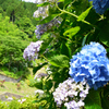 白糸の滝 紫陽花①