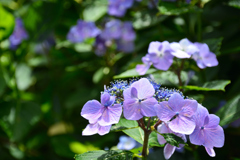 白糸の滝 紫陽花⑤