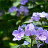 白糸の滝 紫陽花⑤