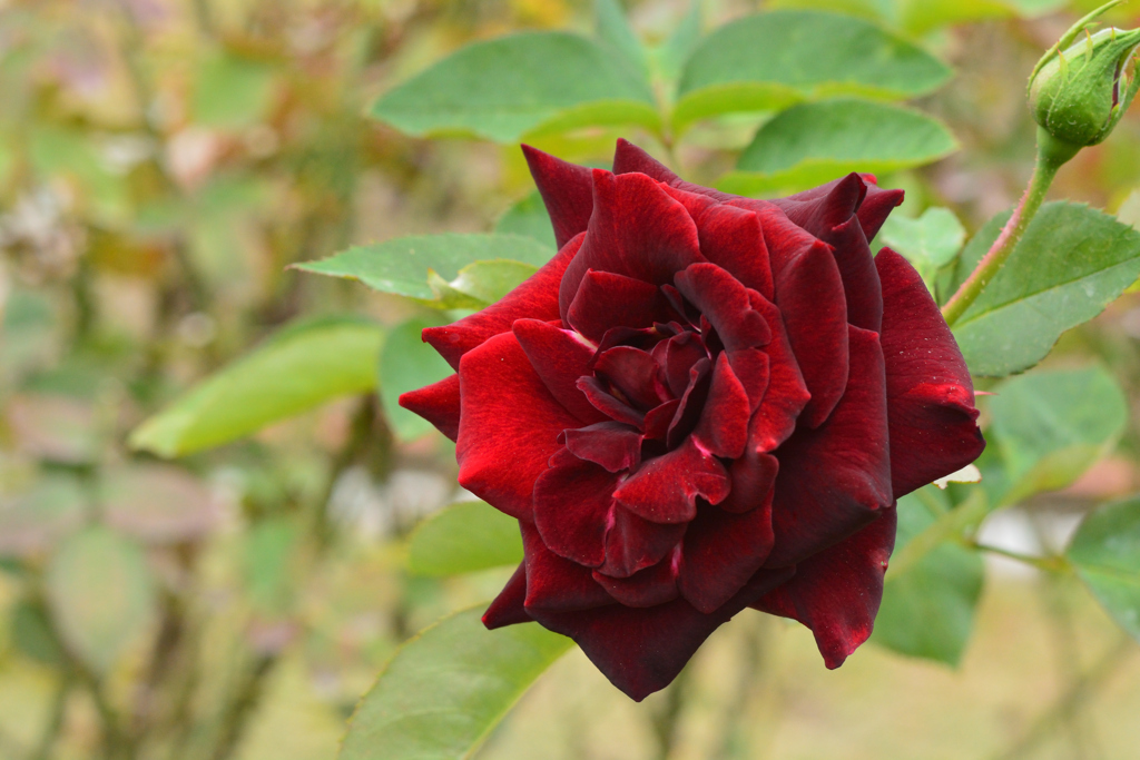 黒真珠（福岡市動植物園）