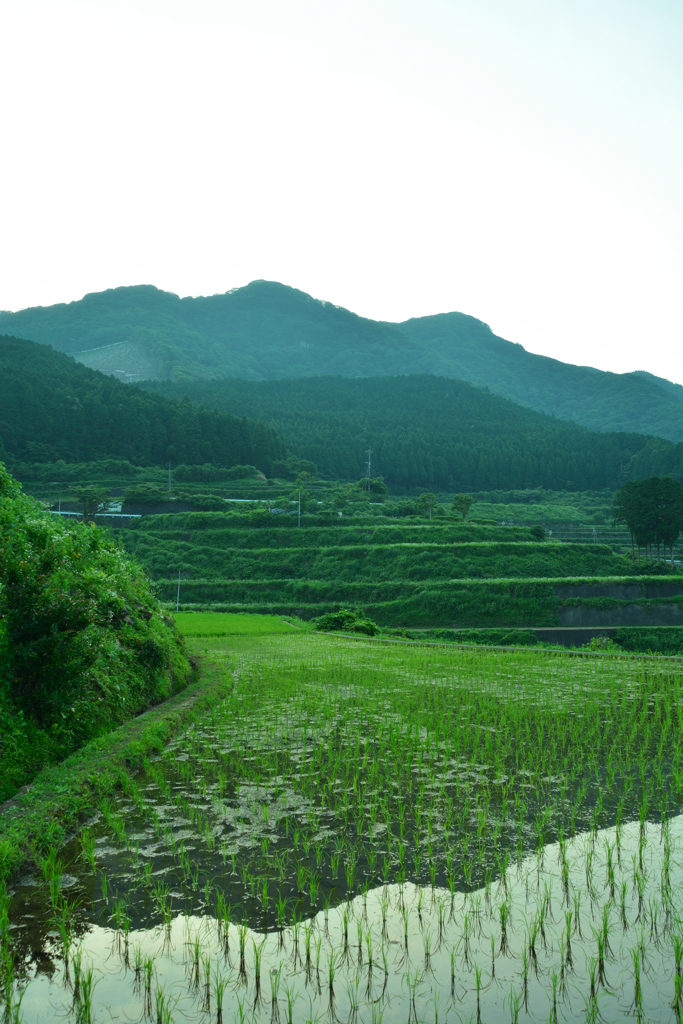 山と田んぼ