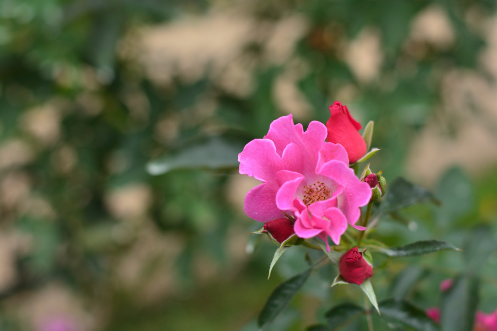 プレイガール（福岡市動植物園）