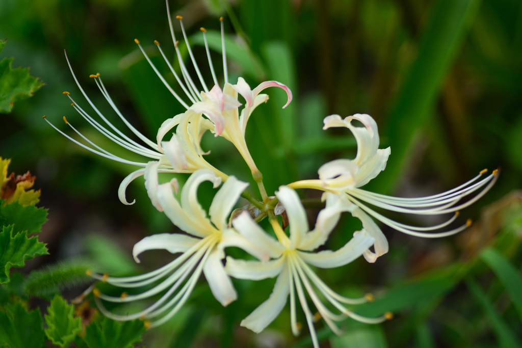 曼珠沙華（白）