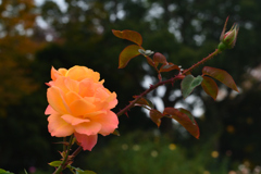 薔薇17（福岡市動植物園）