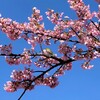 お昼寝日和