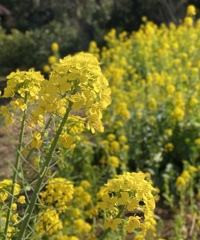 菜の花畑