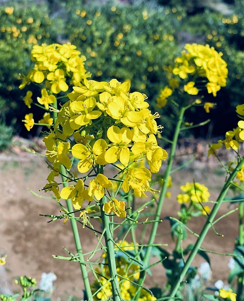 菜の花