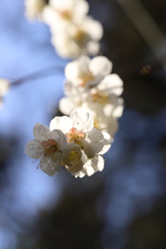 船橋県民の森⑤