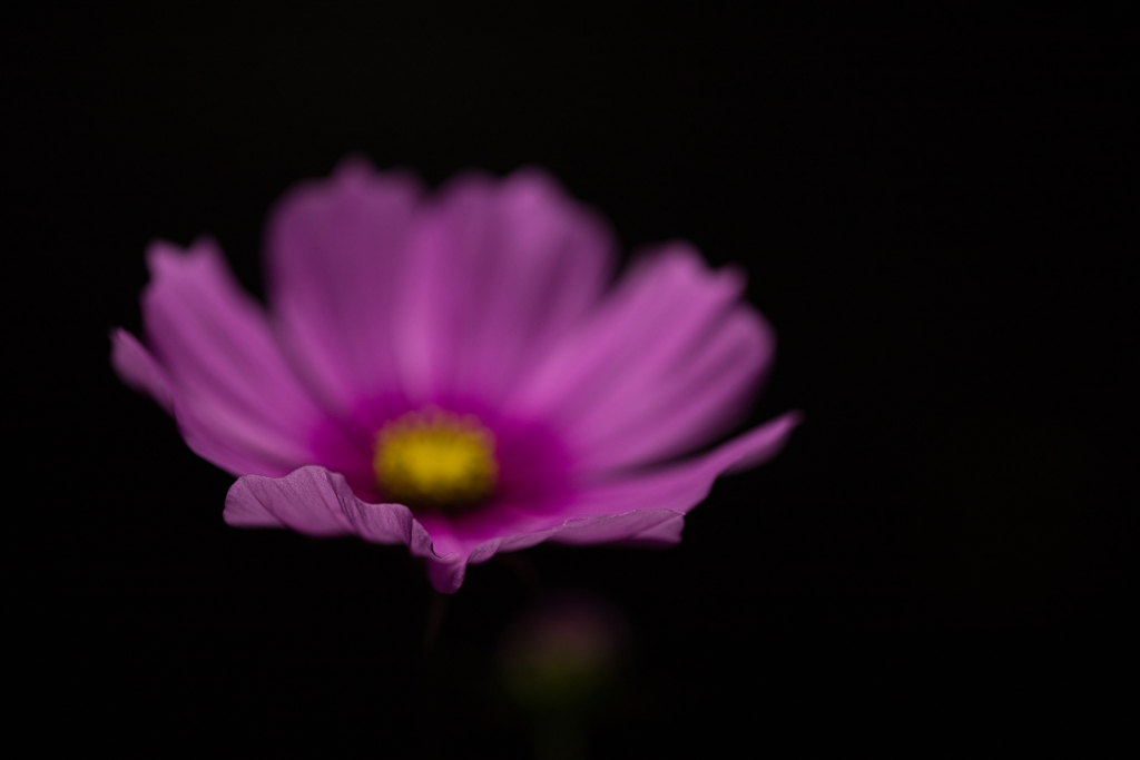 夜の秋桜③