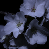 夜花①