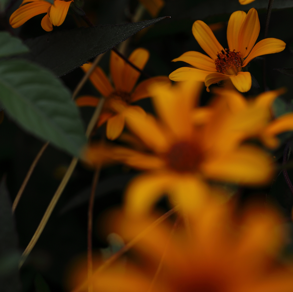 バラ園前の草木③