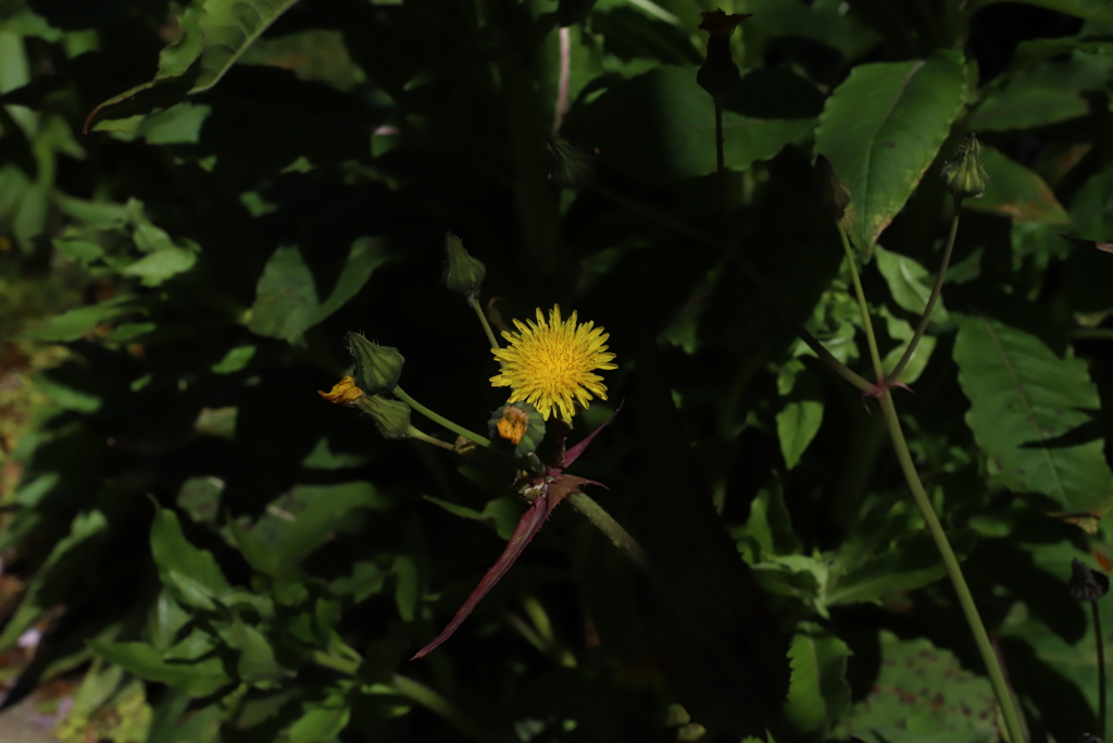 近所の野草②