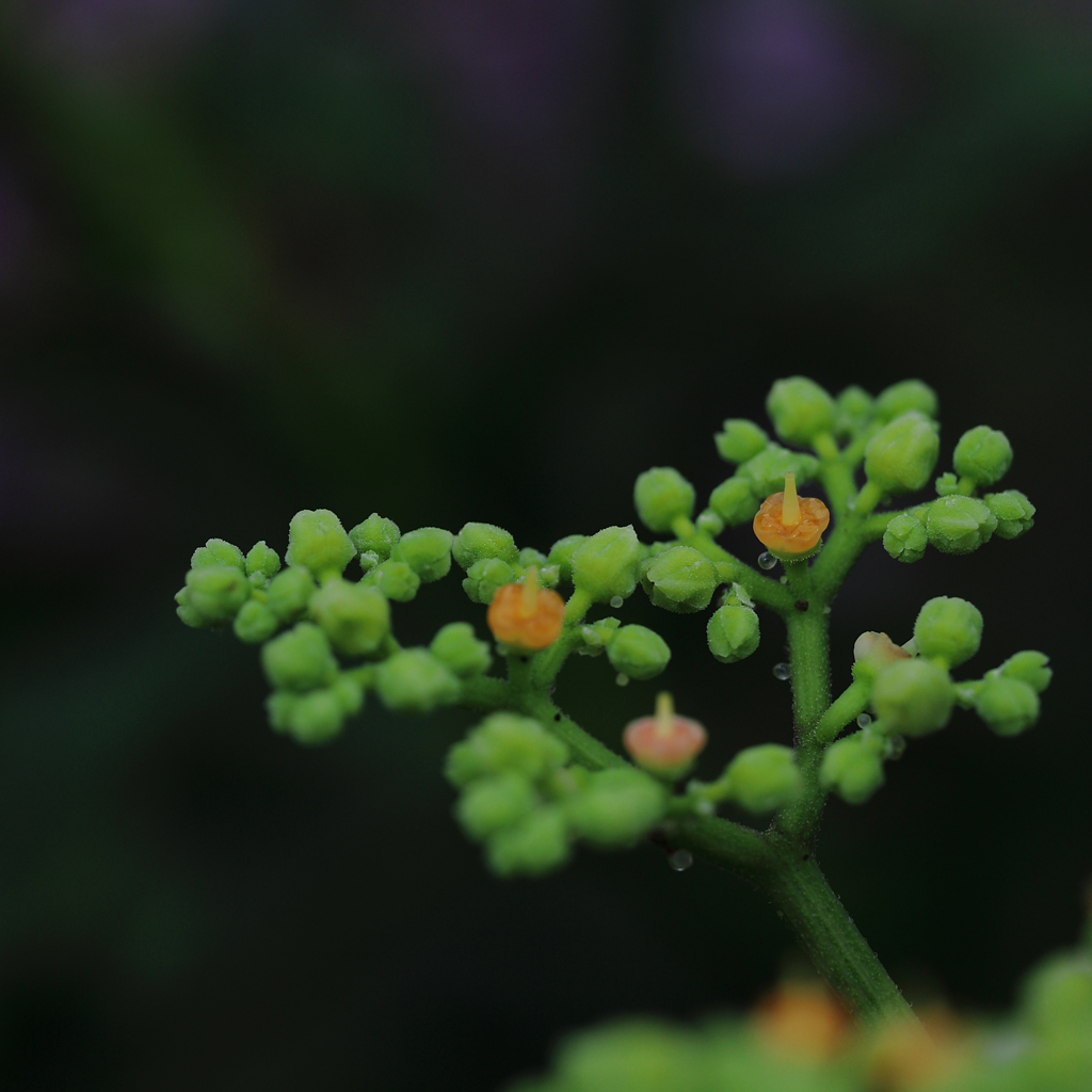 バラ園前の草木⑦