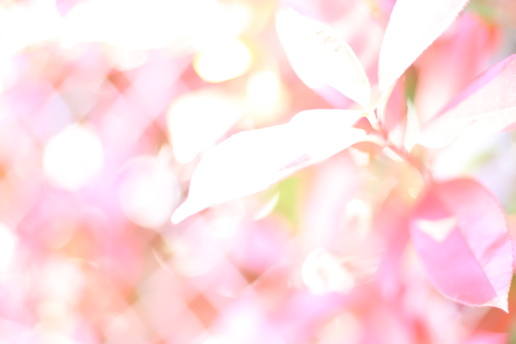 近所の野草③