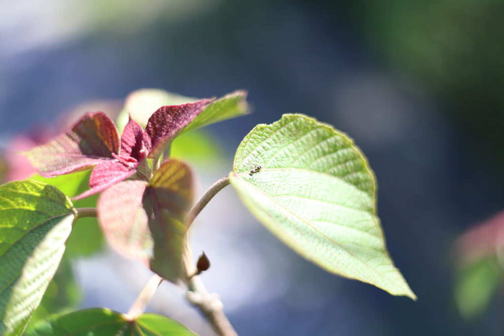 近所の野草①