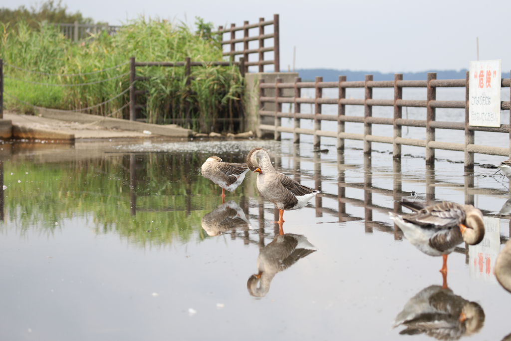 牛久沼水辺公園の鳥たち③