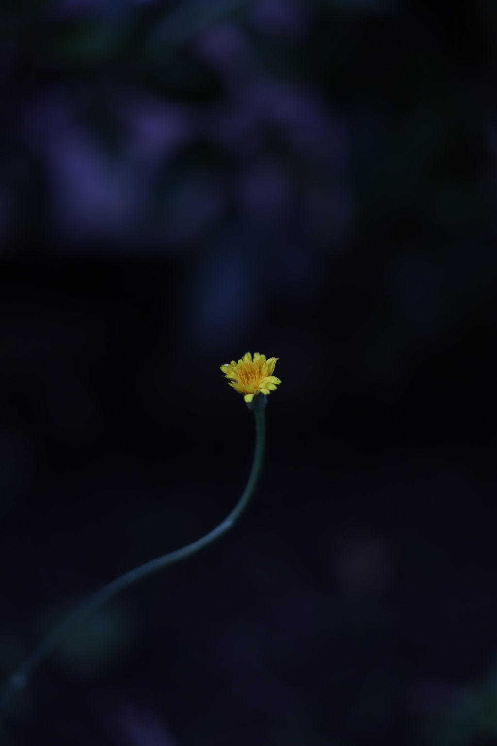 近所の野草⑥