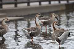 牛久沼水辺公園の鳥たち②