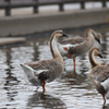 牛久沼水辺公園の鳥たち②