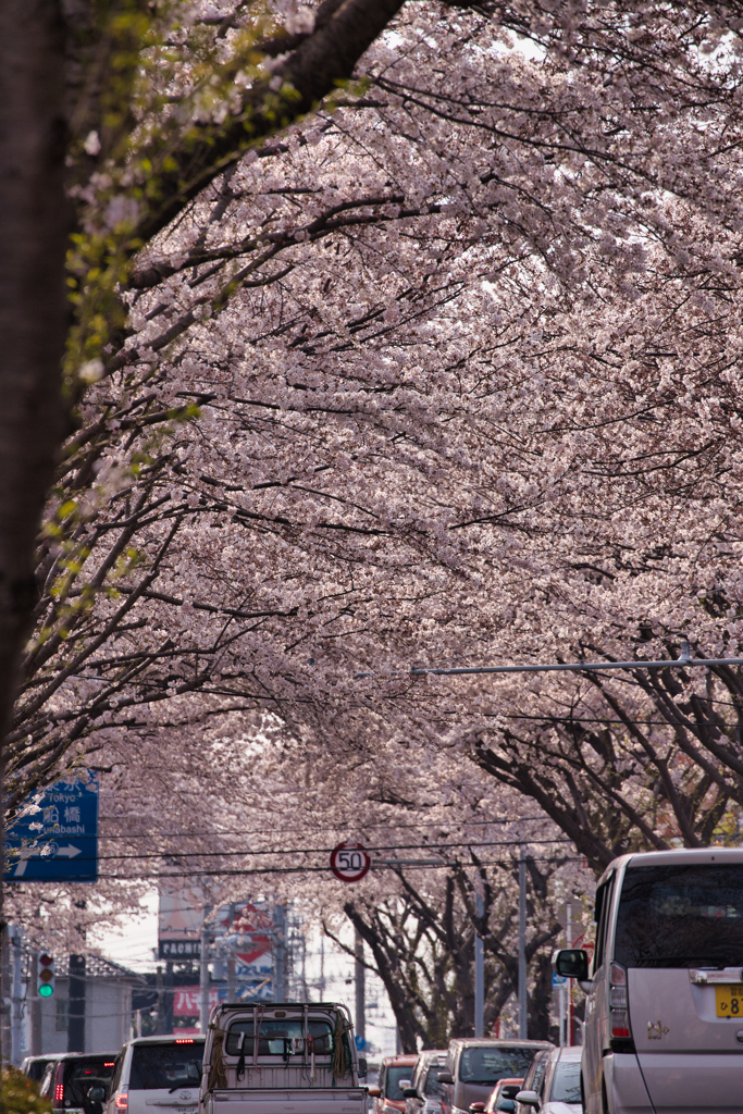 桜トンネル