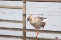 牛久沼水辺公園の鳥たち⑤