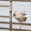 牛久沼水辺公園の鳥たち⑤