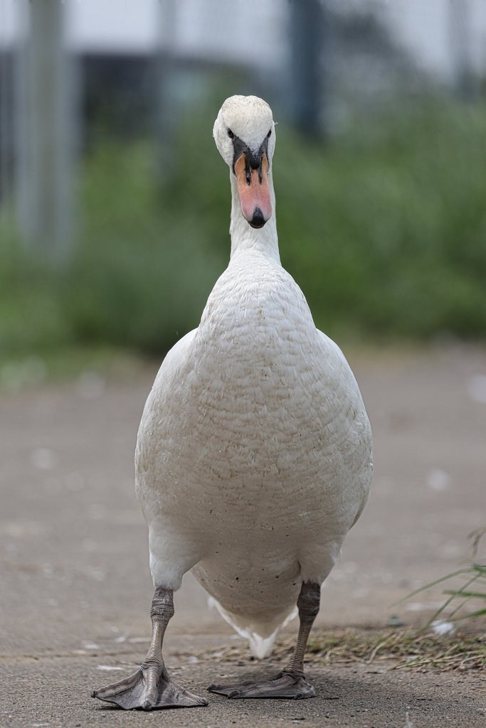 牛久沼水辺公園の鳥たち①