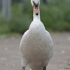 牛久沼水辺公園の鳥たち①