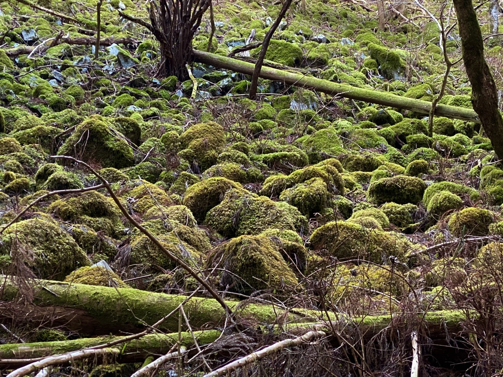 苔の世界 "もふもふ"