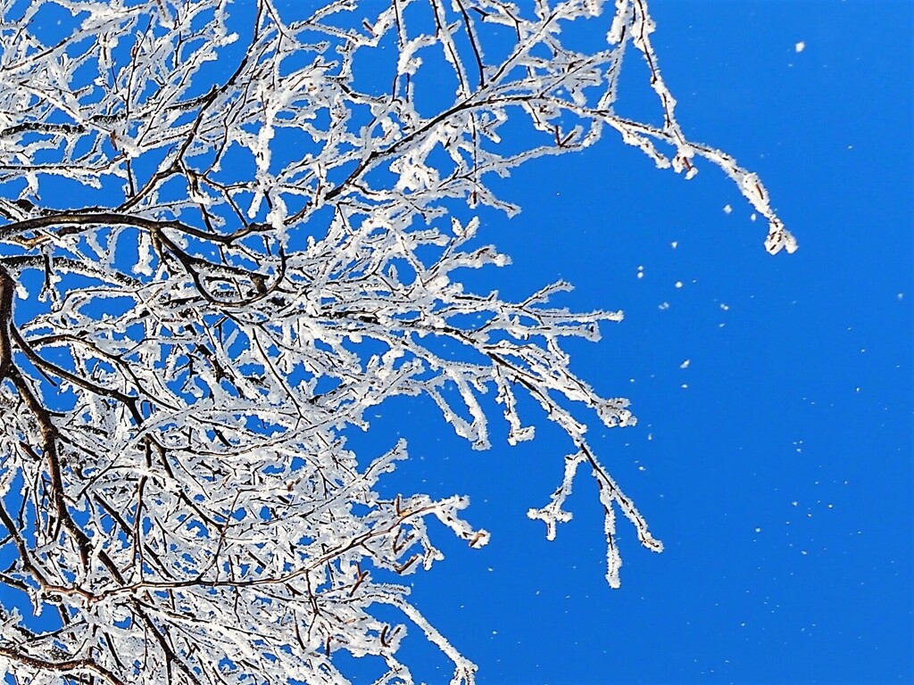 ハラハラと霧氷☆