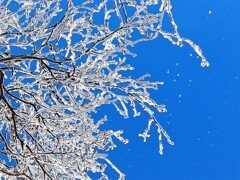 ハラハラと霧氷☆