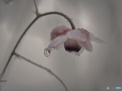 雨～蓮華升麻