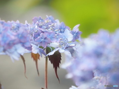 雨上がりの紫陽花