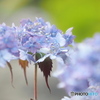 雨上がりの紫陽花