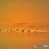 ウトナイ湖~目覚めの刻