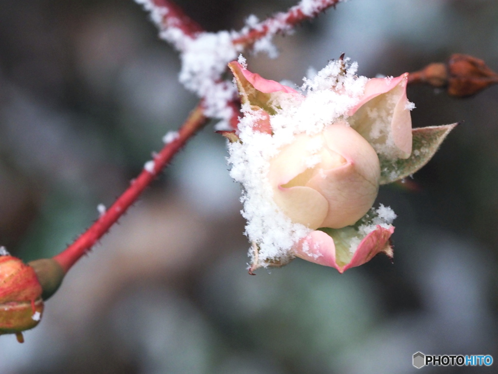 初雪～薔薇