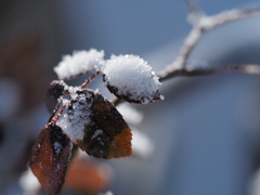 ☆春の雪☆