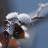 ☆春の雪☆