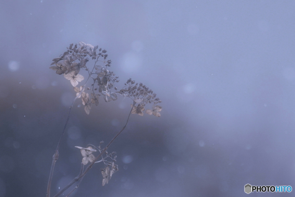 雪が降る♪(2)