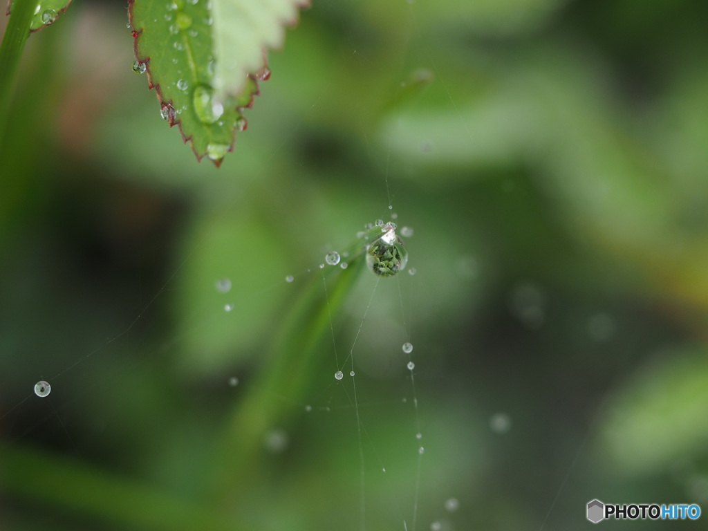 雨上がりの雫