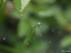 雨上がりの雫
