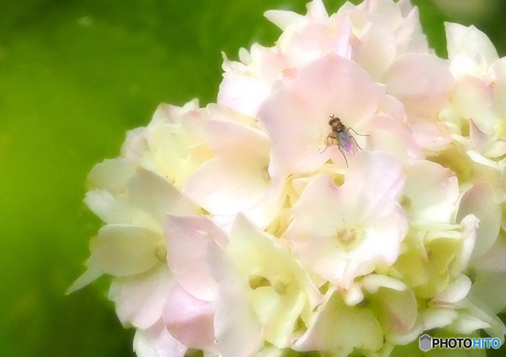 紫陽花 (1)~小さなアブ